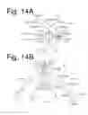 Fig. 15 - Vehicular lamp