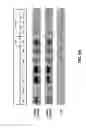 Fig. 06 - USE OF HER3 BINDING AGENTS IN PROSTATE TREATMENT