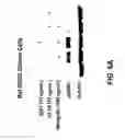 Fig. 09 - USE OF HER3 BINDING AGENTS IN PROSTATE TREATMENT
