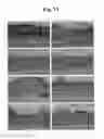 Fig. 16 - Composition for Improving Skin Condition Comprising Extract from Black Tea as Active Ingredient