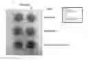 Fig. 01 - PIGMENTS AND METHODS OF MAKING PIGMENTS