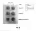 Fig. 03 - PIGMENTS AND METHODS OF MAKING PIGMENTS