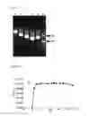Fig. 04 - Bacteriophage of the siphoviridae family and antibacterial compositions comprising the same