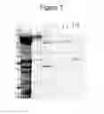 Fig. 06 - Non-cytotoxic protein conjugates