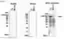 Fig. 08 - Antibodies that specifically bind to A beta oligomers and use thereof