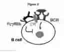 Fig. 05 - Methods and compositions for inhibiting CD32B expressing cells