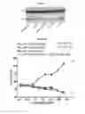 Fig. 31 - Methods and compositions for inhibiting CD32B expressing cells