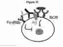 Fig. 42 - Methods and compositions for inhibiting CD32B expressing cells