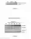 Fig. 02 - Methods and Compositions for Treatment of Tumor Metastasis