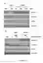 Fig. 06 - Methods and Compositions for Treatment of Tumor Metastasis