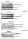 Fig. 07 - Methods and Compositions for Treatment of Tumor Metastasis