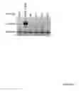 Fig. 04 - EGFR-binding molecules and immunoconjugates thereof