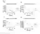 Fig. 04 - FOXM1 peptides and immunogenic compositions containing them
