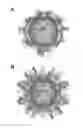 Fig. 01 - Antitoxin and vaccine platform based on nodavirus VLPS
