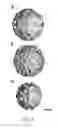 Fig. 06 - Antitoxin and vaccine platform based on nodavirus VLPS