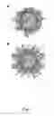 Fig. 08 - Antitoxin and vaccine platform based on nodavirus VLPS