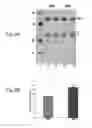Fig. 09 - Antitoxin and vaccine platform based on nodavirus VLPS