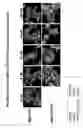 Fig. 08 - REPROGRAMMING CANCER CELLS