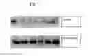Fig. 02 - Augmentation of titer for vaccination in animals