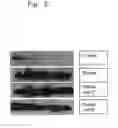 Fig. 03 - Augmentation of titer for vaccination in animals