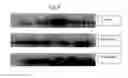 Fig. 09 - Augmentation of titer for vaccination in animals