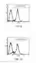 Fig. 07 - Recombinant laminin-521