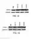 Fig. 09 - Recombinant laminin-521