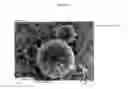 Fig. 02 - Composition comprising insecticide-wax particles