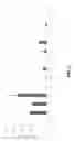 Fig. 12 - EXPANDING THE T CELL REPERTOIRE TO INCLUDE SUBDOMINANT EPITOPES BY VACCINATION WITH ANTIGENS DELIVERED AS PROTEIN FRAGMENTS OR PEPTIDE COCKTAILS