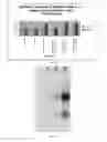 Fig. 07 - Use of vitelline protein B as a microencapsulating additive
