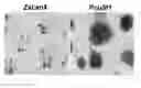 Fig. 01 - Methods for enhancing genome stability and telomere elongation in embryonic stem cells