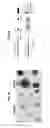 Fig. 02 - Methods for enhancing genome stability and telomere elongation in embryonic stem cells