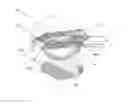 Fig. 01 - Cookie Shaping Device