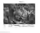 Fig. 11 - Quick-cook grains and pulses