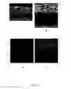 Fig. 03 - Dental application coating