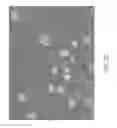 Fig. 06 - Stable polyelectrolyte coated nanoparticles