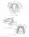 Fig. 07 - Devices and methods for creating a positive pressure environment for treatment of oral biofilms associated with periodontal disease
