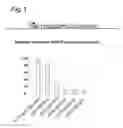 Fig. 02 - Stringent selectable markers