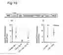 Fig. 20 - Stringent selectable markers