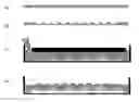 Fig. 01 - PICOWELL CAPTURE DEVICES FOR ANALYSING SINGLE CELLS OR OTHER PARTICLES