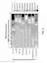 Fig. 12 - SINGLE NUCLEOTIDE POLYMORPHISMS IN BRCA1 AND CANCER RISK