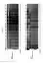 Fig. 02 - Detection and quantification of hydroxymethylated nucleotides in a polynucleotide preparation
