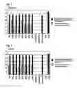 Fig. 02 - Selection method of induced pluripotent stem cells