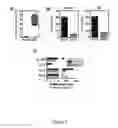 Fig. 02 - Pathogenic TH17 Cells; related reagents and methods