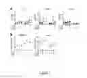 Fig. 08 - Pathogenic TH17 Cells; related reagents and methods