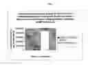 Fig. 11 - Multiplex assays with multiple luciferases reporters and uses thereof