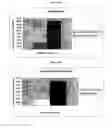 Fig. 25 - Multiplex assays with multiple luciferases reporters and uses thereof