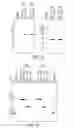 Fig. 16 - Humanized anti-CD47 antibody
