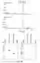 Fig. 19 - Humanized anti-CD47 antibody