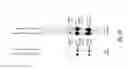 Fig. 11 - Ligation method employing eukaryotic tRNA ligase